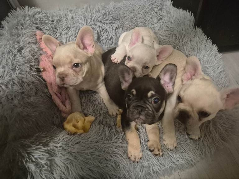 DWKC French bulldogs 