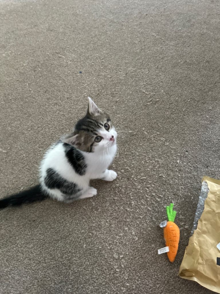 Kitten
