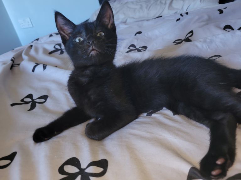 2 black beautiful kittens 