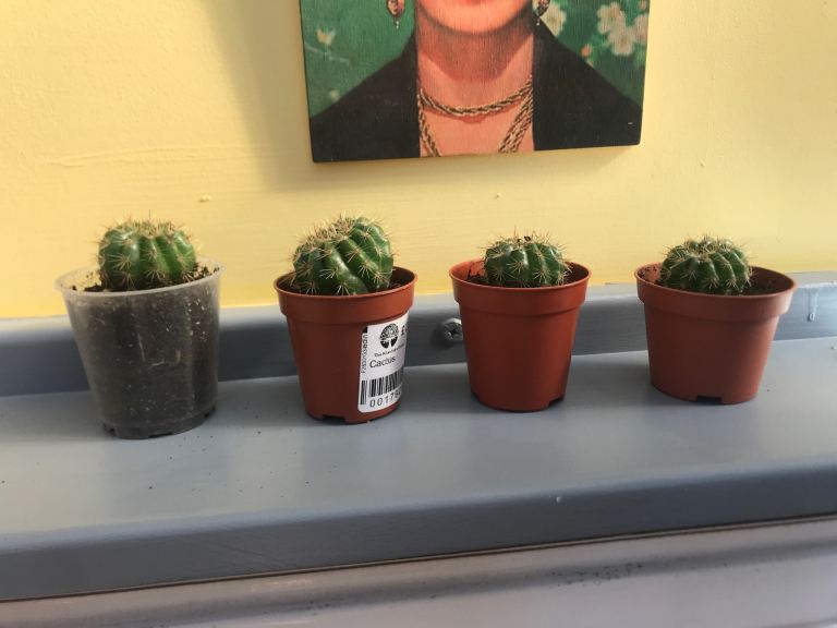 Baby cactus barrel cactus 3 left