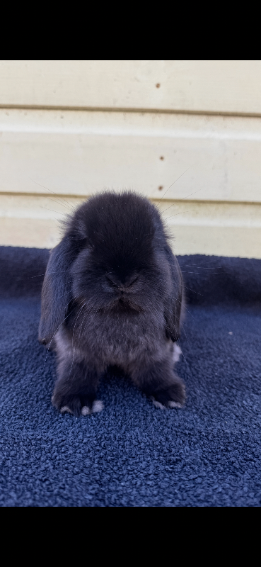 Mini lops