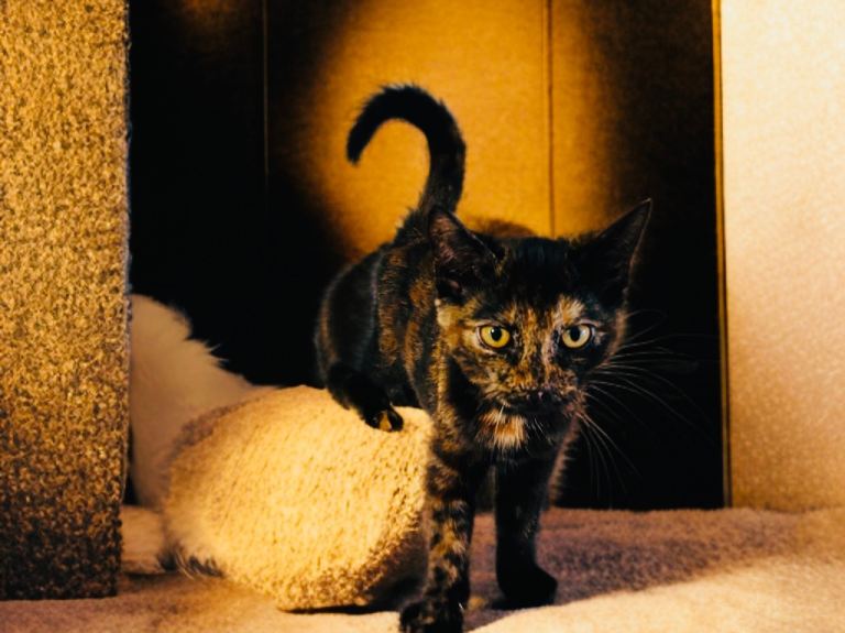 Playful Tortie Kitten 14 Weeks