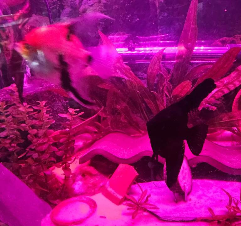 Young adult ANgel fish, and rare Montezuma Swordtails for sale