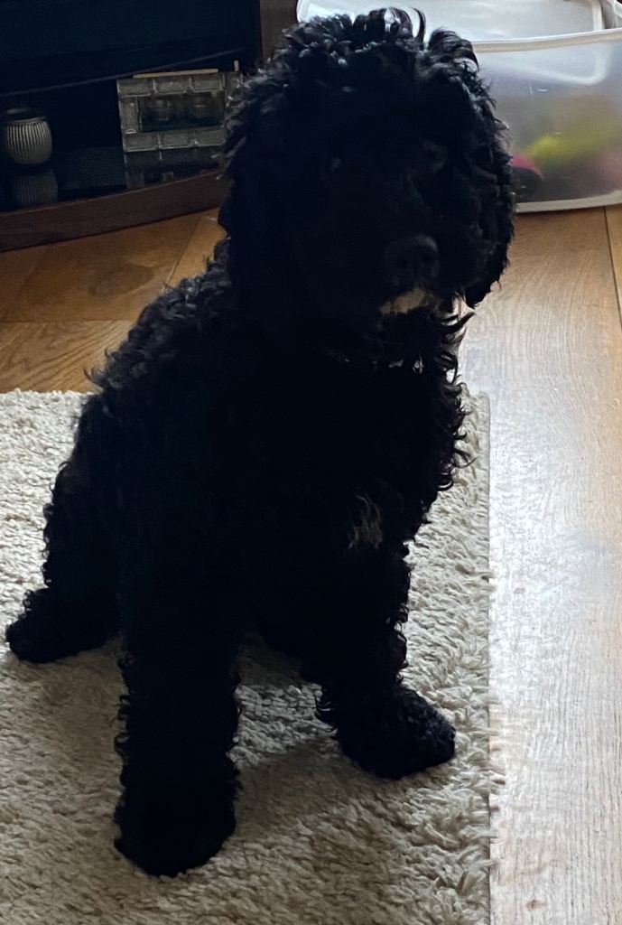 6 Month Old Cockerpoo Male Puppy