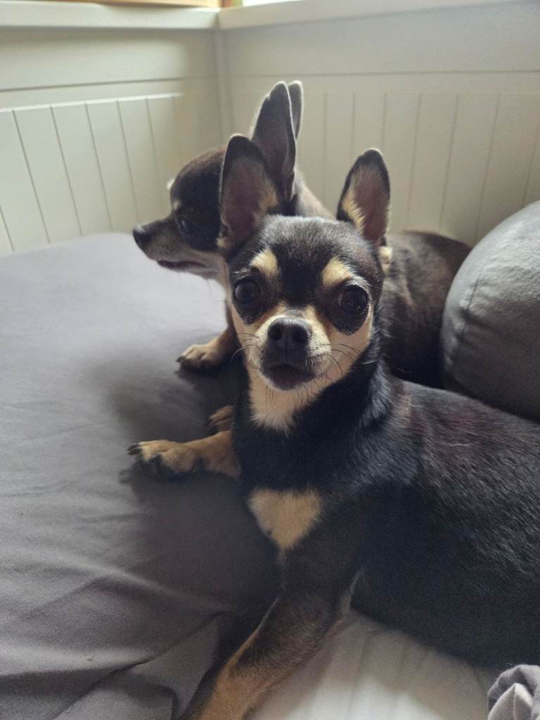 2 little ladies looking for laps!