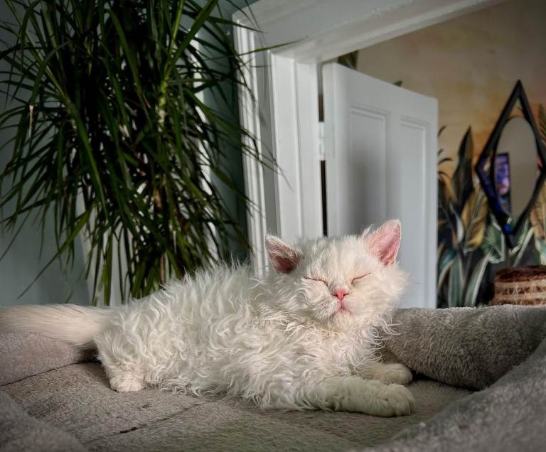 SELKIRK REX KITTENS READY NOW