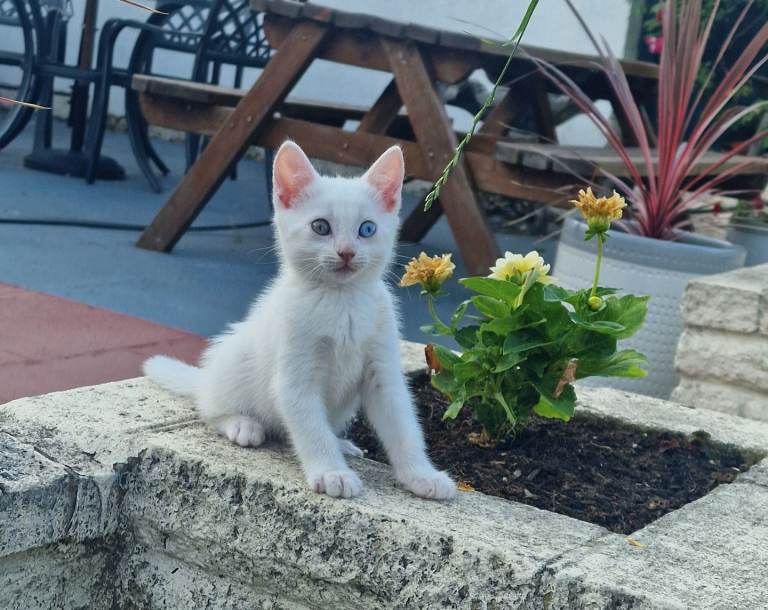 Beautiful, looking Turkish Angora kitten!