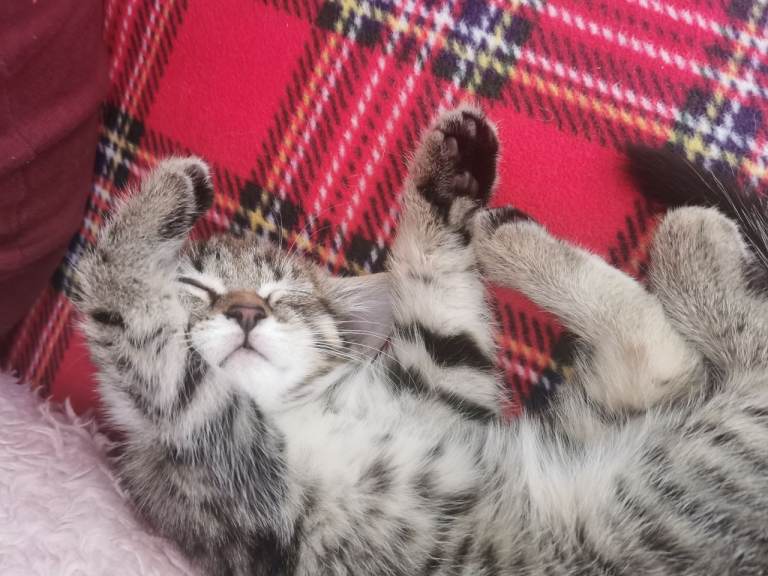 Tabby kitten ready now ❣️ 