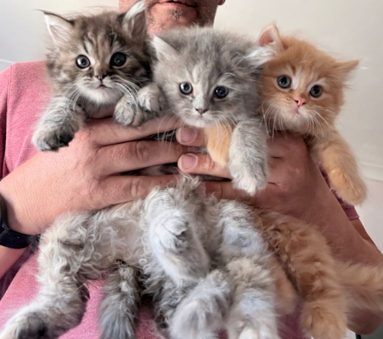 Persian cross kittens 