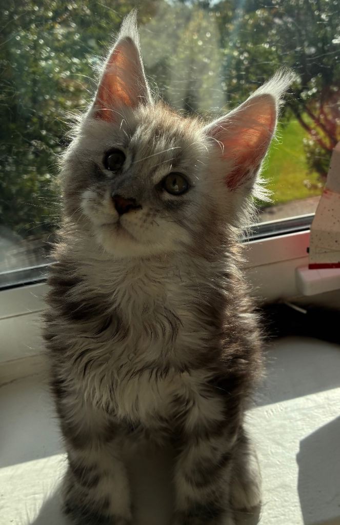 Large Maine coon Kittens TICA Registered Champion lines