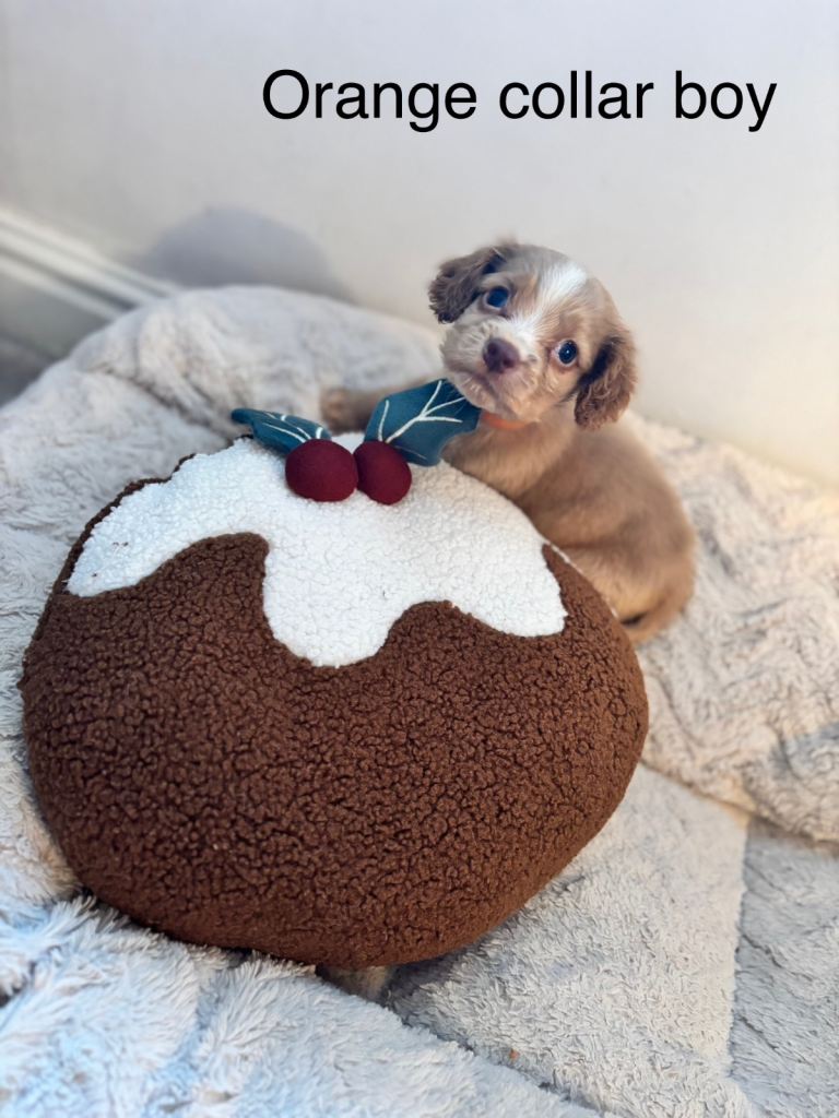 🐾 Gorgeous F1b Sprocker Spaniel Puppies – 5 Males Ready on the 18th December 🐾