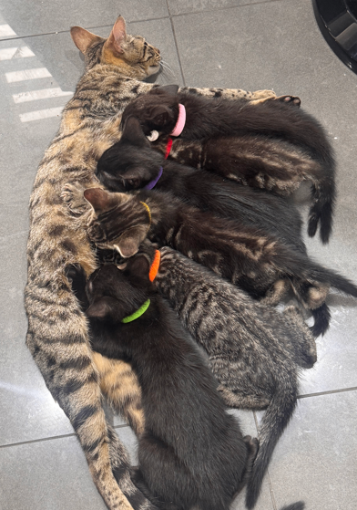  Stunning Half Bengal Kittens for Sale 