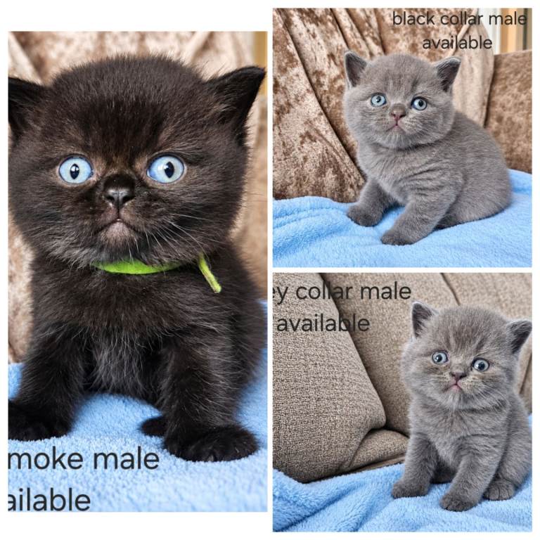 British shorthair kittens 