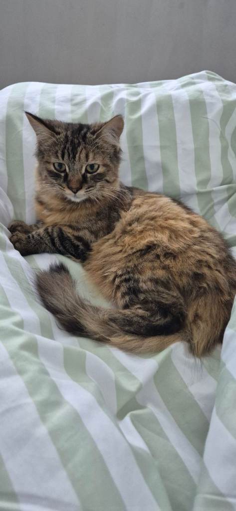 Gorgeous, friendly kitten looking for her new loving home. She's 3½ months old.   