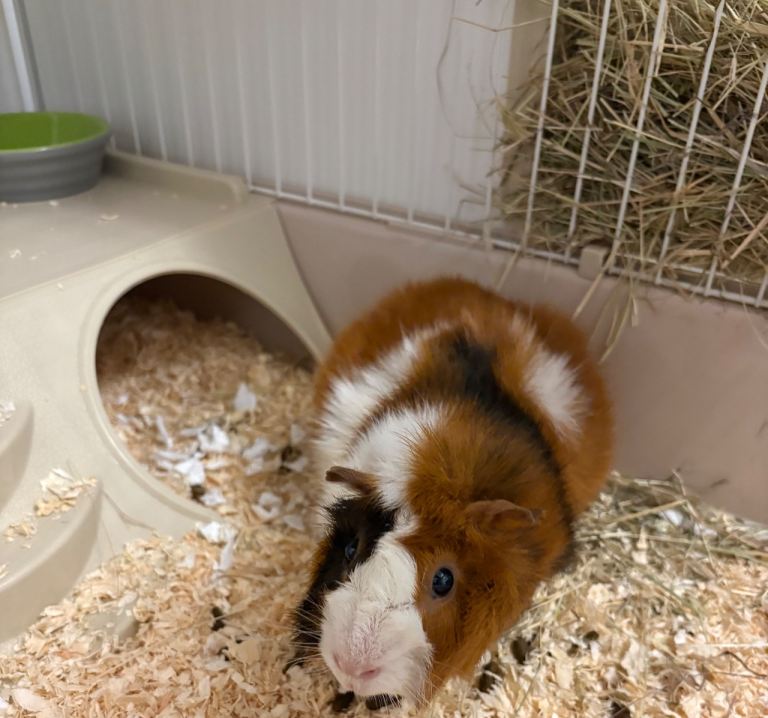 Guinea pig 