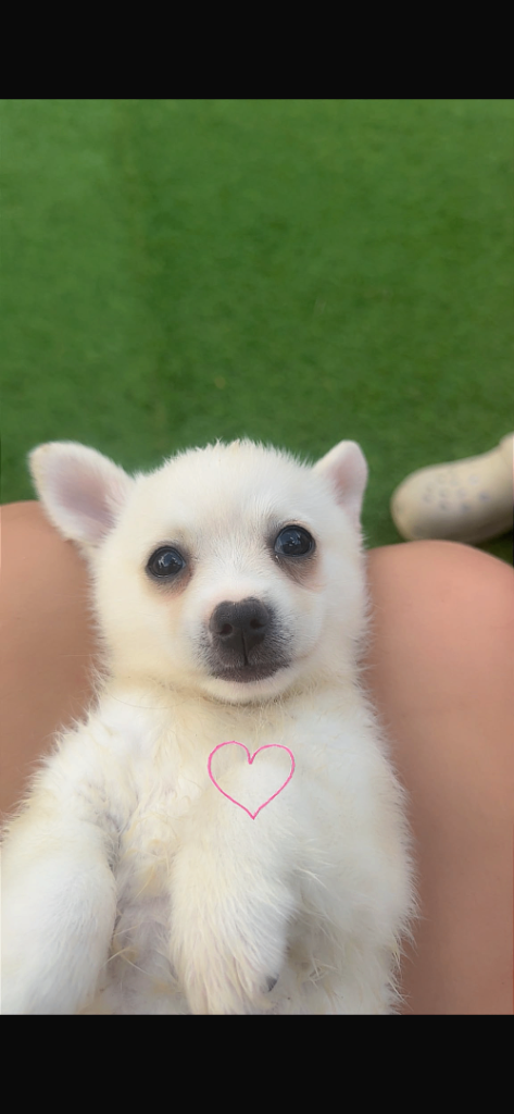 Chihuahua Cross Pomeranian Puppies for Sale