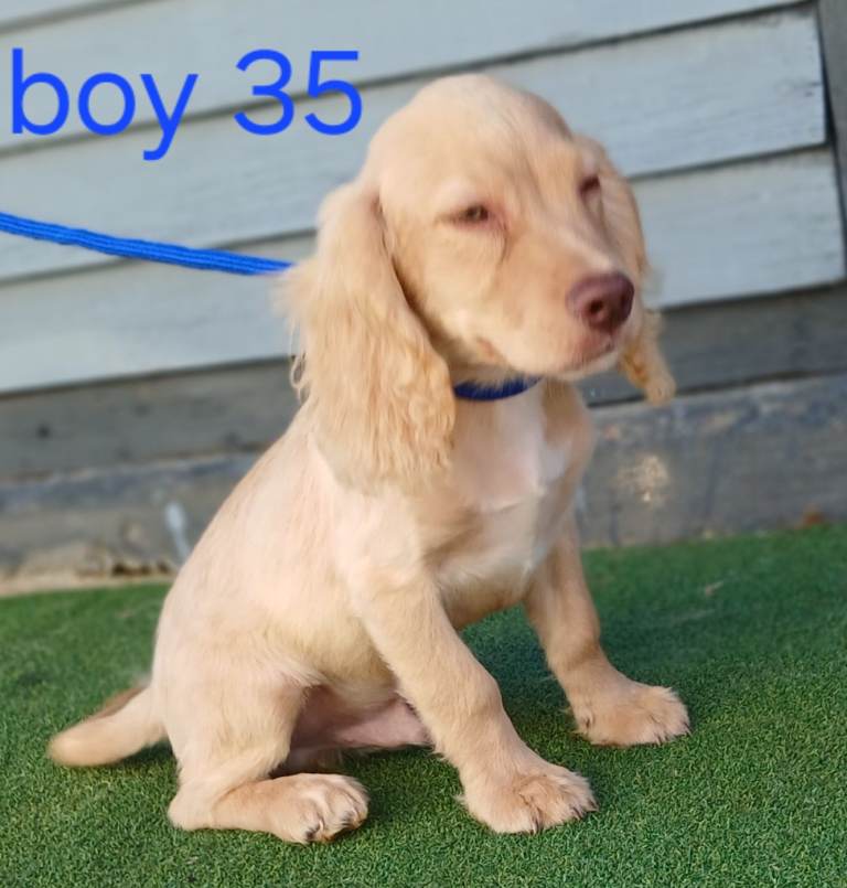 Cocker spaniels 