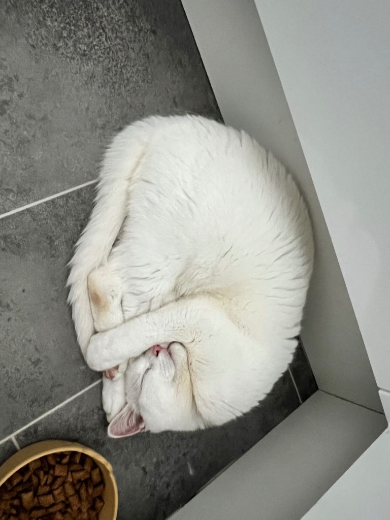 White male cat 
