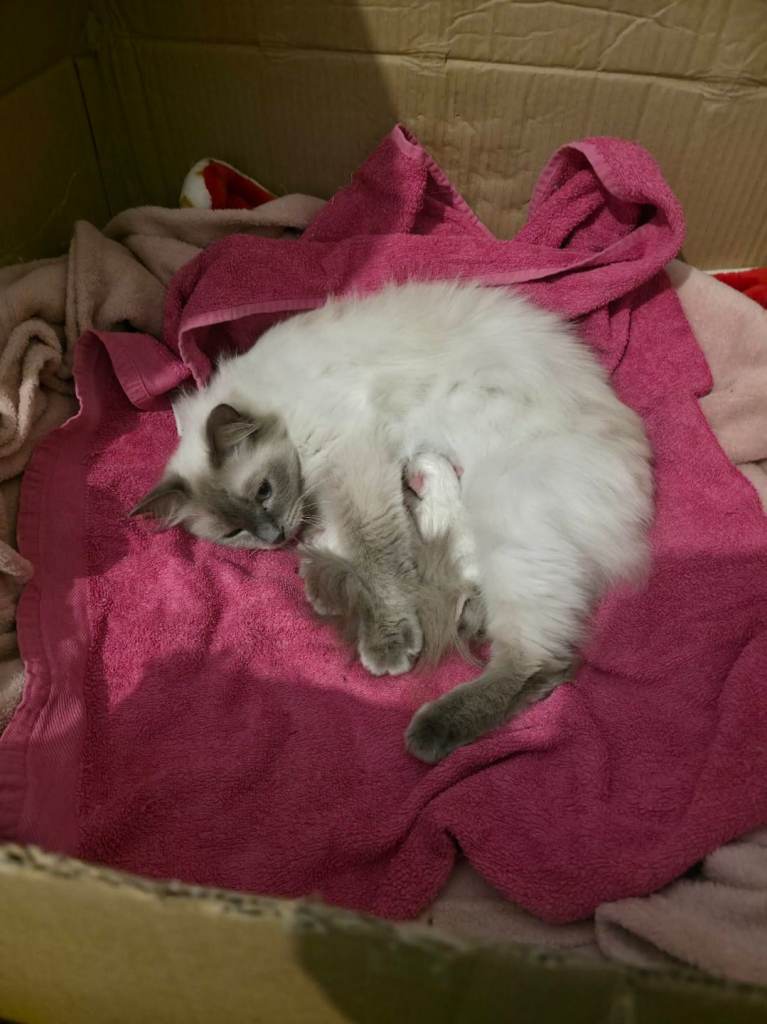 Ragdoll lilac boy  ready now