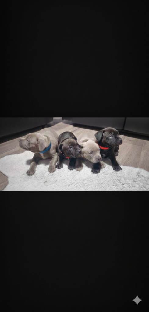 Staffordshire Bull Terrier (Staffy puppies) KC Registered