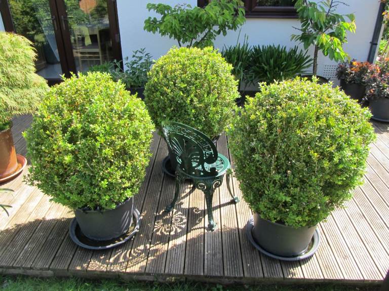 Box Ball – Buxus sempervirens - 75cm Diameter