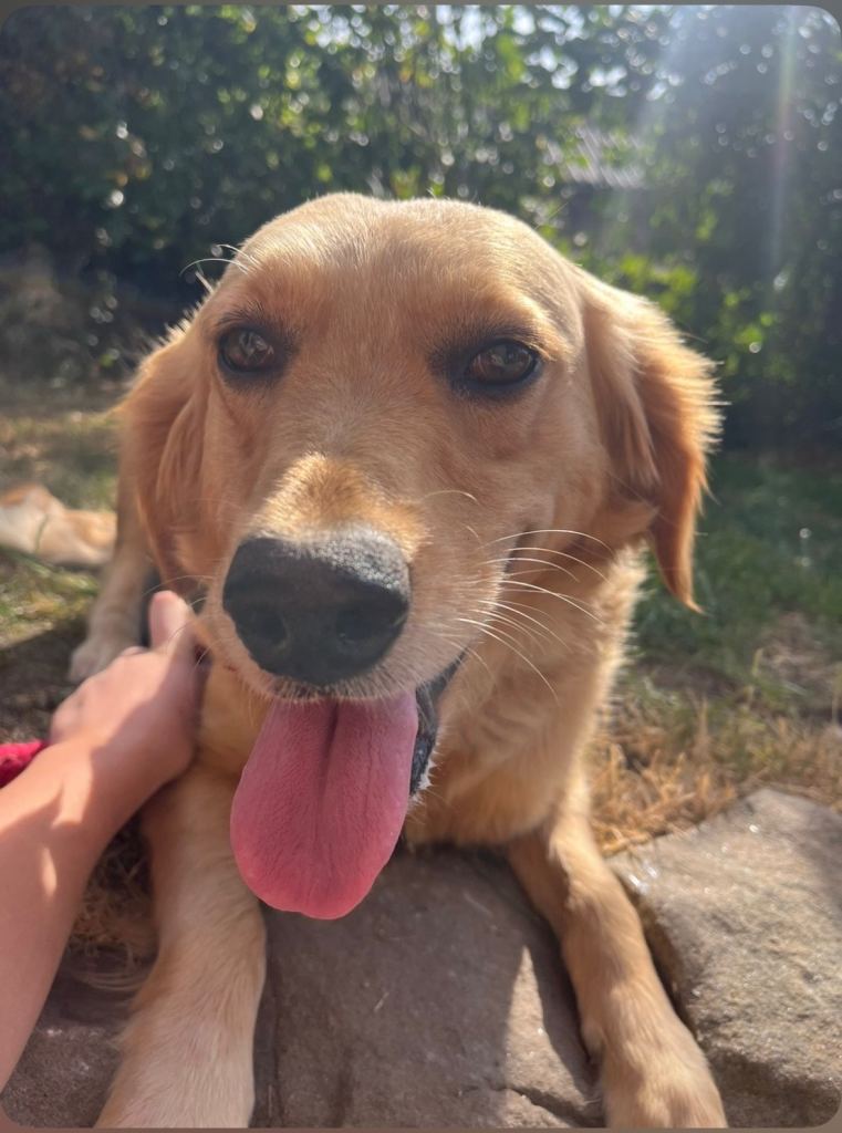 Beautiful fun loving golden retriever 