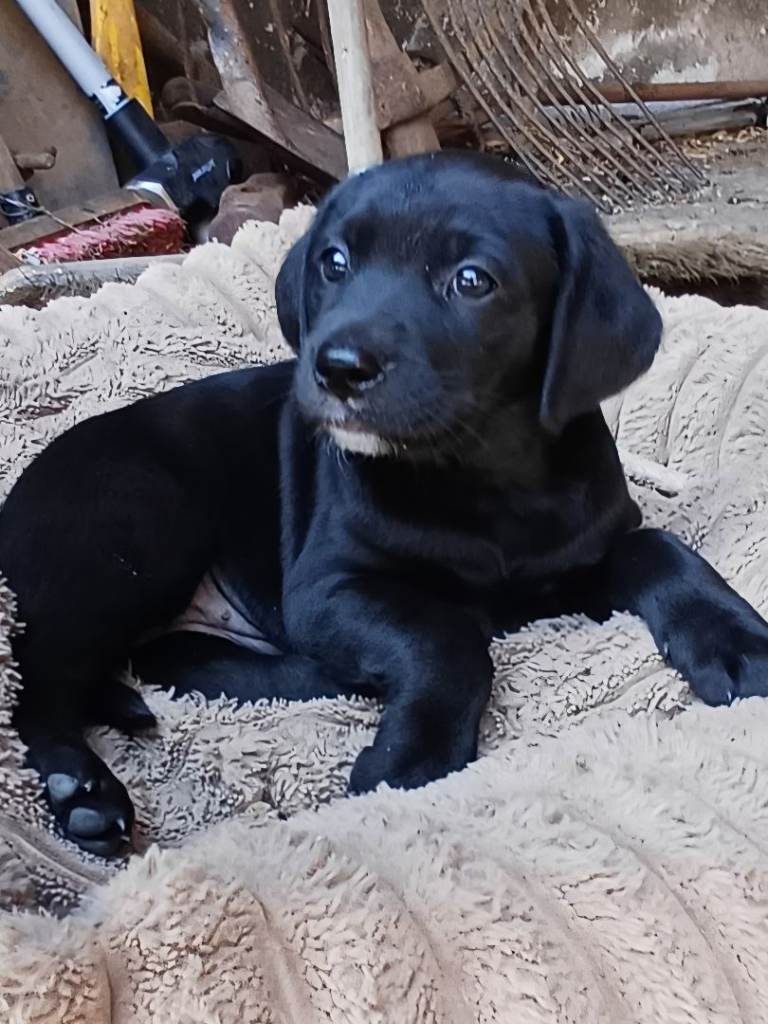 Pure bred Labrador pup