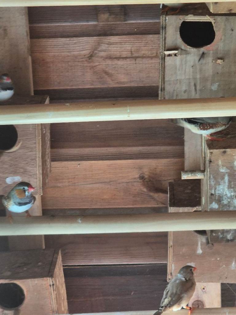 4 pairs of zebra finches
