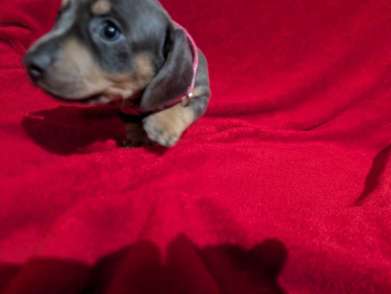 Miniature dashunds blue tan