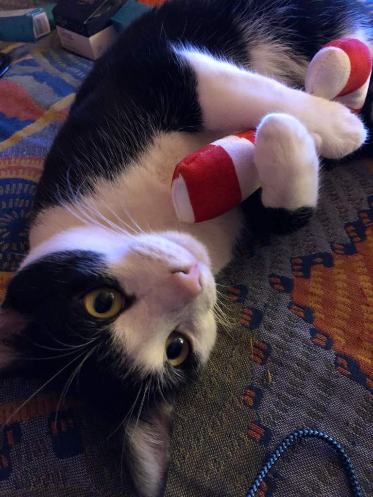 14 month old male cat 