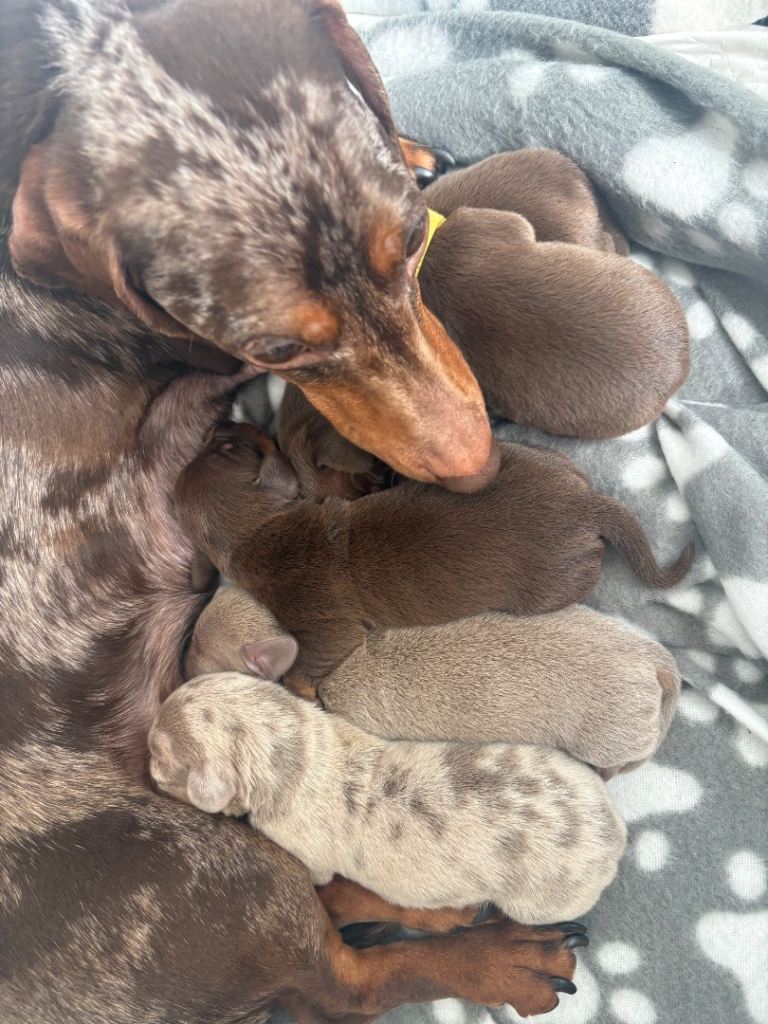 Miniature dachshunds looking for forever homes 