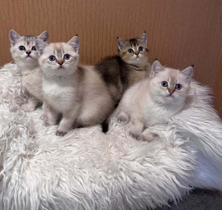 Beautiful Kittens Looking for Loving Homes😻