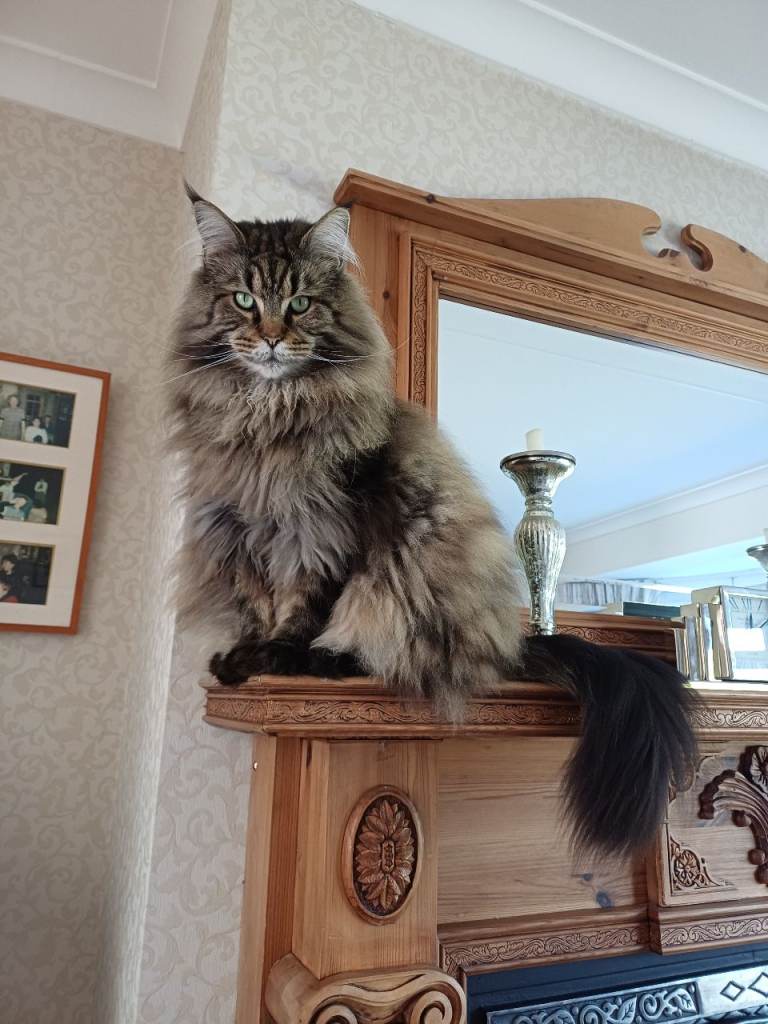 Maine Coon