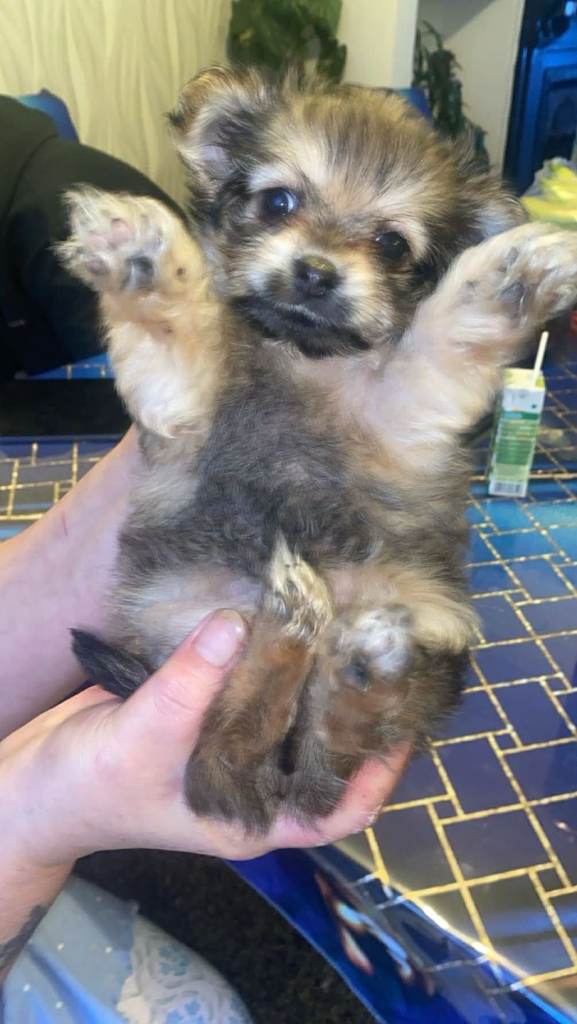 2 Yorkshire terrier x chihuahua puppies 