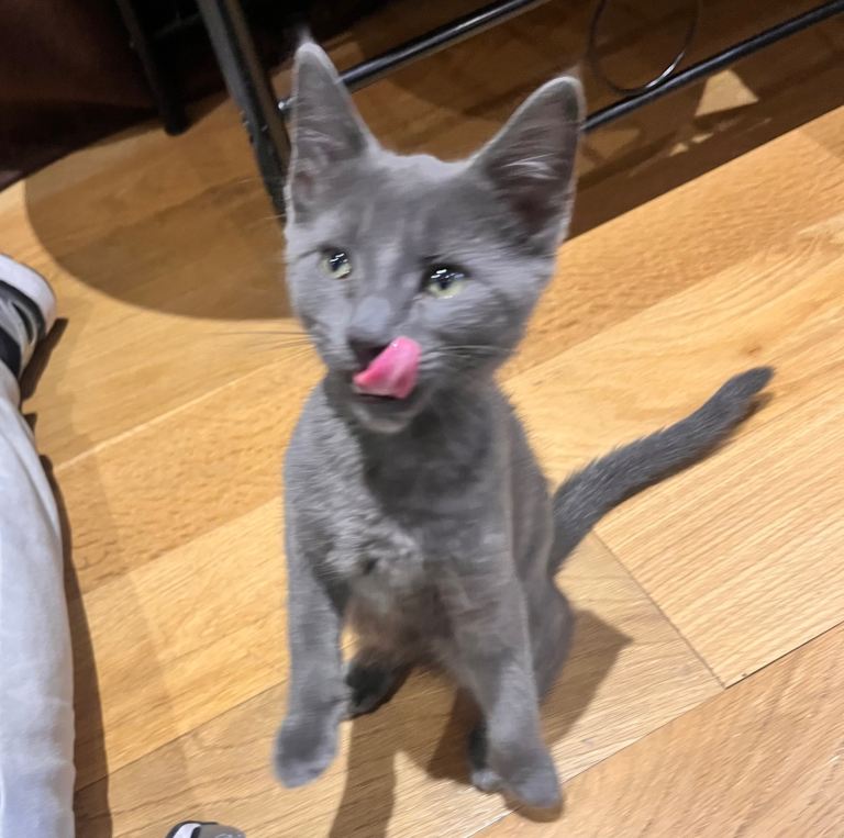 Russian blue x Bengal kitten ready now 💙