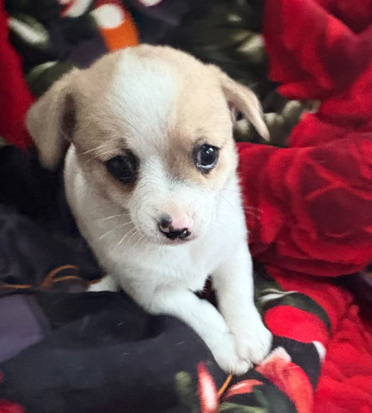 Puppies waiting for loving home 