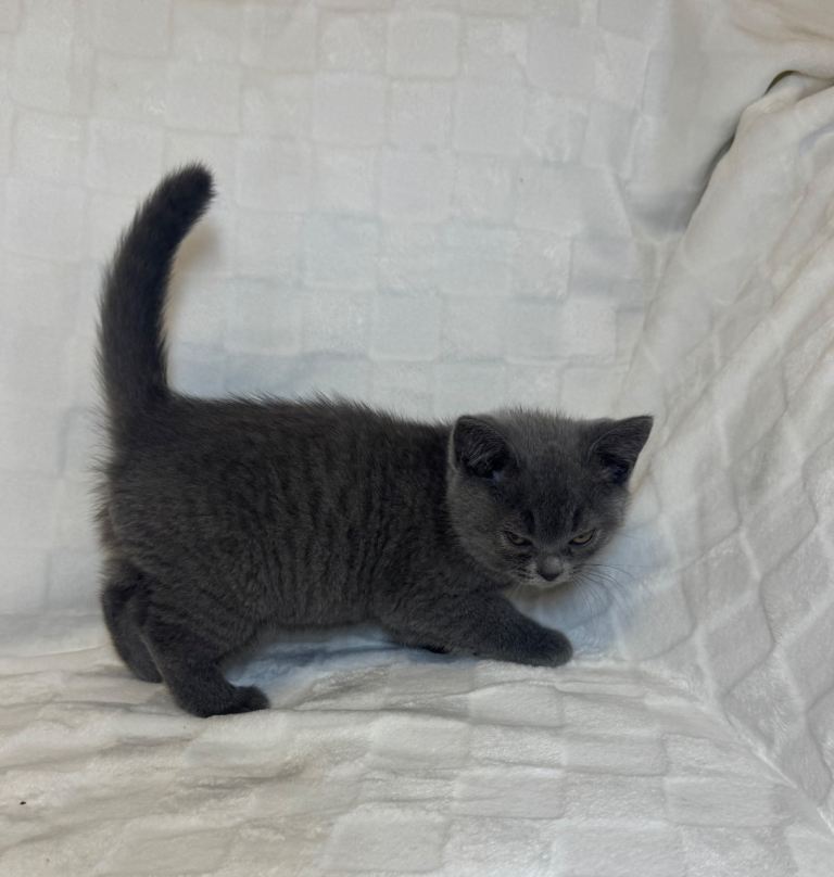  Beautiful British Shorthair Blue Kittens