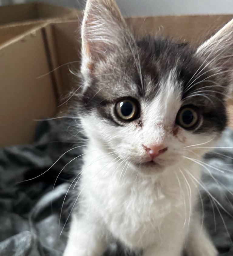 4 kittens for sale £50 each