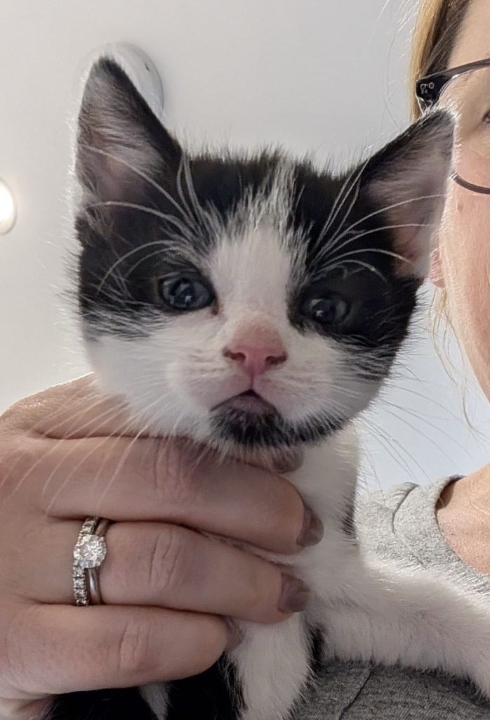 Black and white kitten 