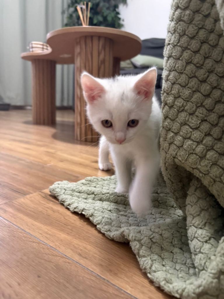 only 2 adorable kittens left