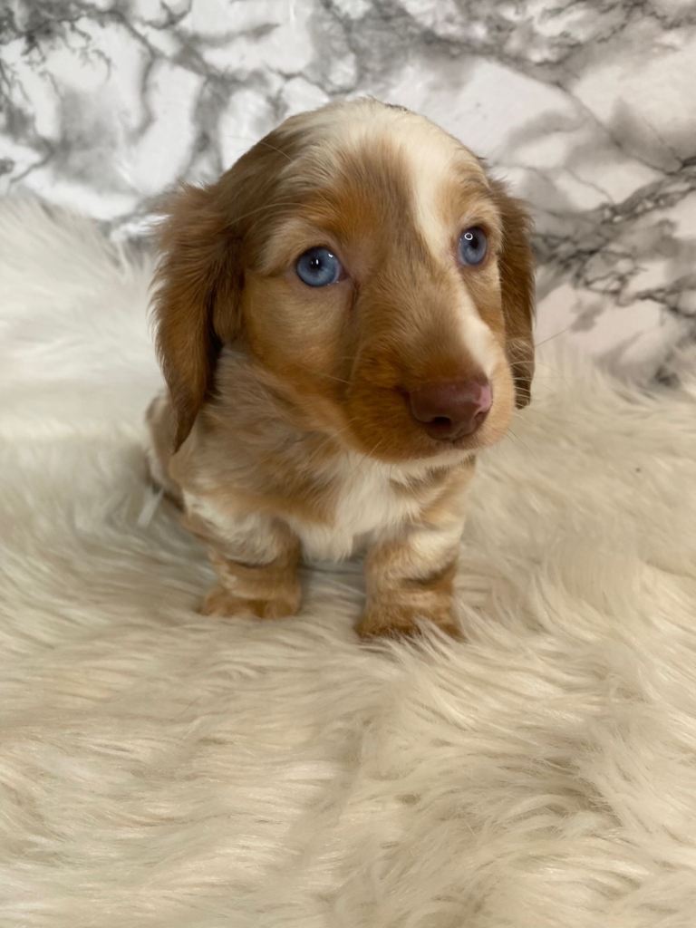 Long haired miniature Dachshund