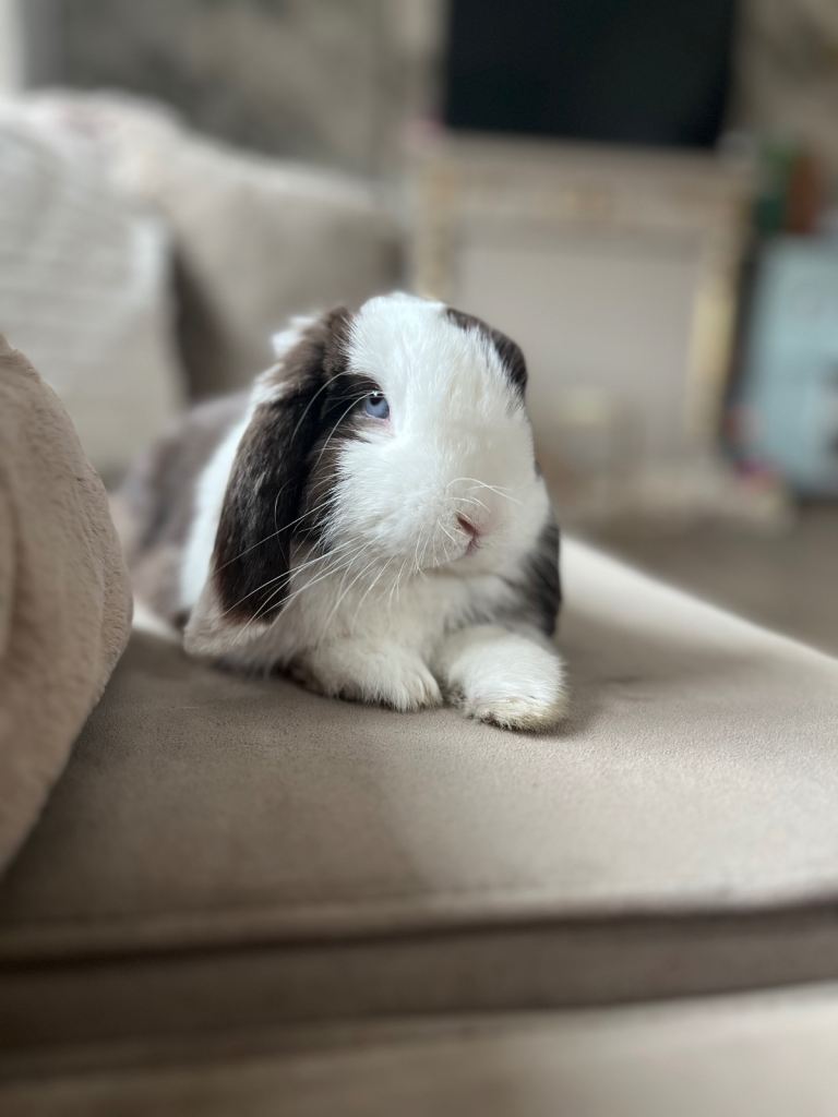  bunny