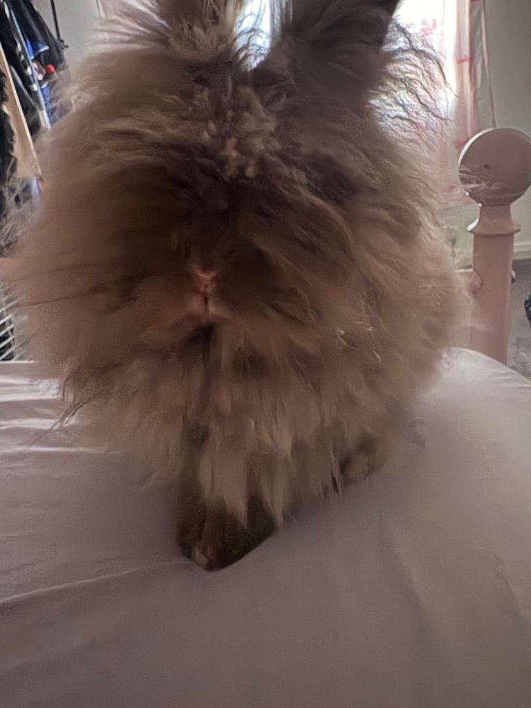 Rabbit 
