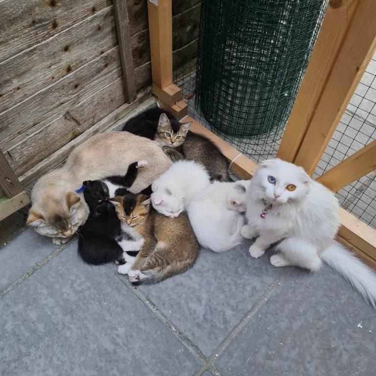 6 beautiful kittens 