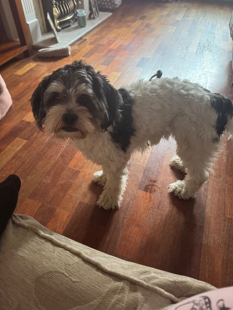 Lovely 1 year old shihchon boy 