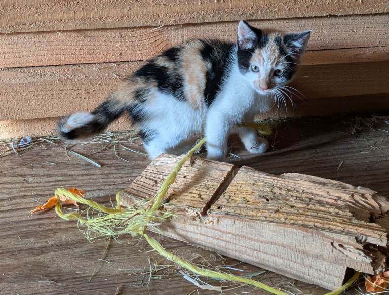 Beautiful kittens