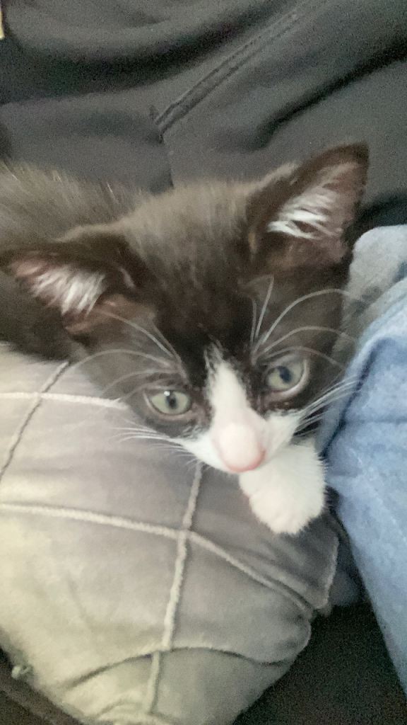 Kitten for sale £70
