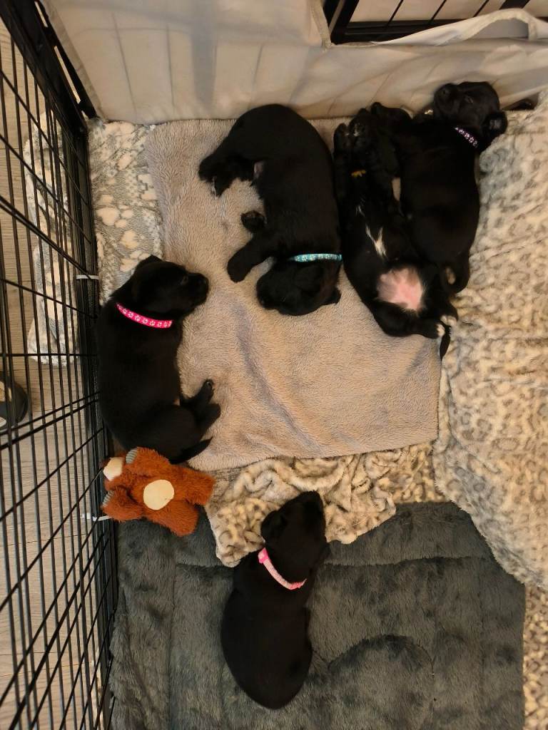 Patterdale terrier x pups 