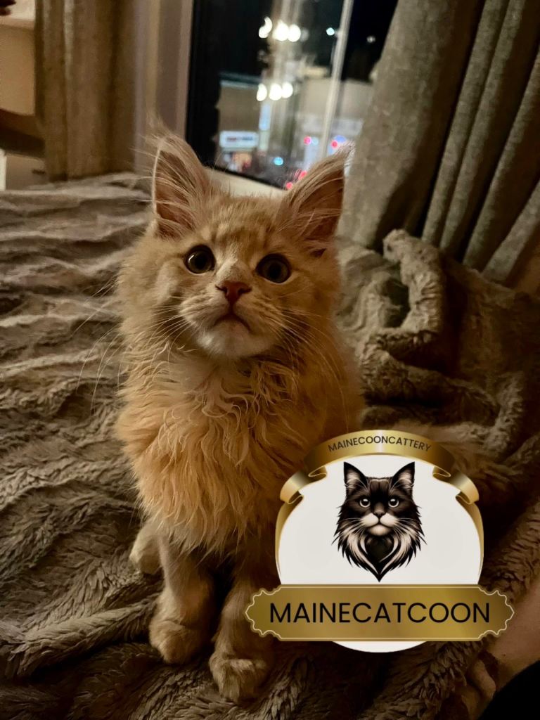 Pedigree Tica reg. Maine coon Final Boss Garfield