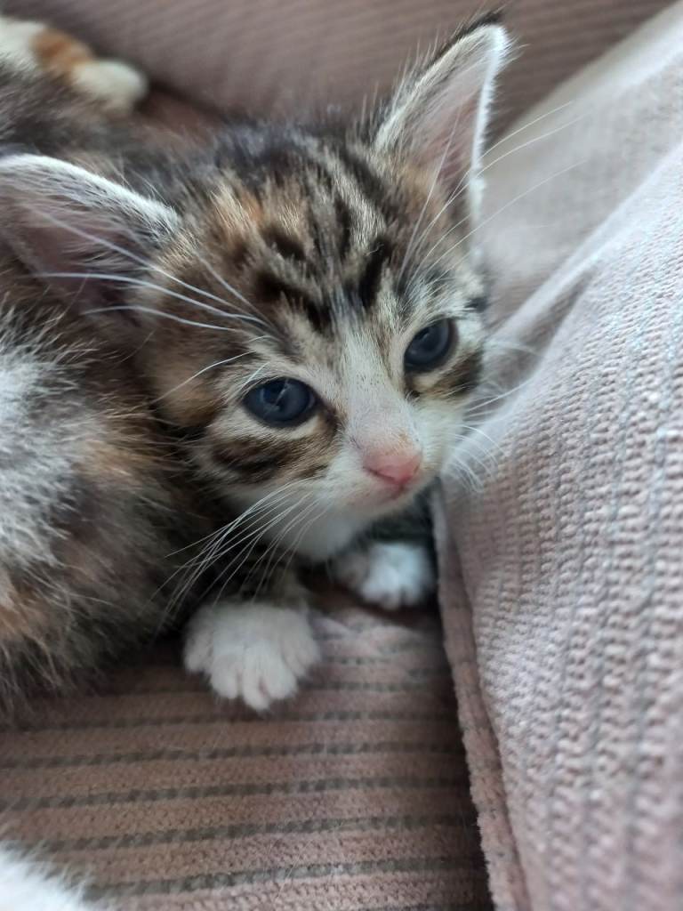 Kittens for reservation only – raised with mother - GREY GIRL still available 